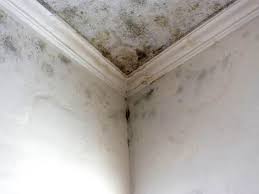 Best Basement Mold Removal  in Lakeside, MT